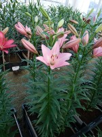 [5124 Sugar Diamond DJ No02.JPG]